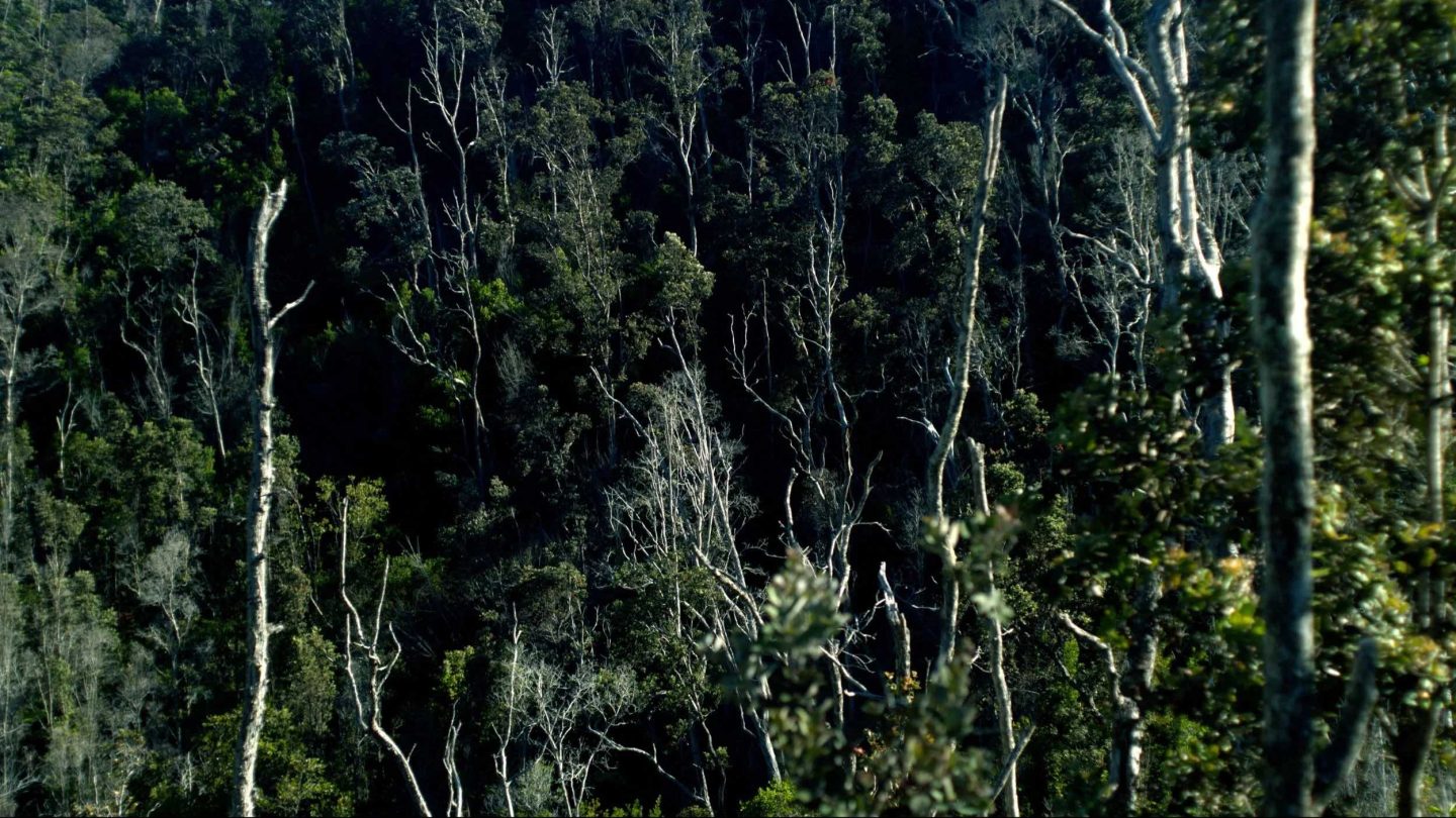 A still from Leilehua Lanzilotti's the sky in our hands, our hands in the sky, 2023. It features a forest landscape shot from above.