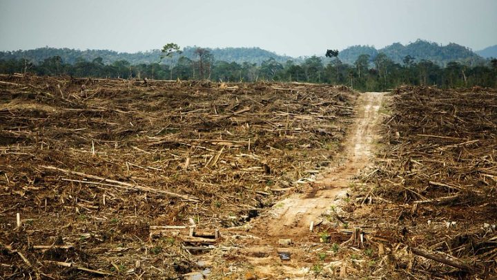 This photo is from an investigative report from Rainforest Action Network that presents evidence that Cargill is operating two undisclosed palm oil plantations in West Kalimantan, Indonesia. The destruction of primary rainforest by Duta Palma. West Kalimantan, Borneo. Cargill was a key purchaser of palm oil from this notorious rainforest destroyer up until 2008.